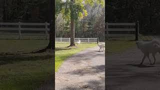 Pyrenees jumping fence