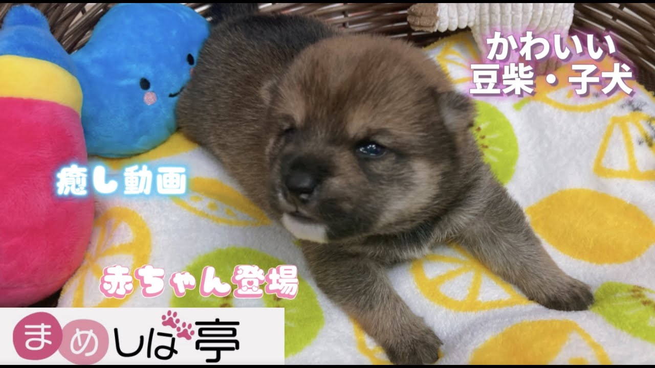 豆柴 癒し動画 かわいい赤ちゃん 元気いっぱいに成長中 豆柴おチビたちのブログ Vlog 16日目 75日目 Youtube