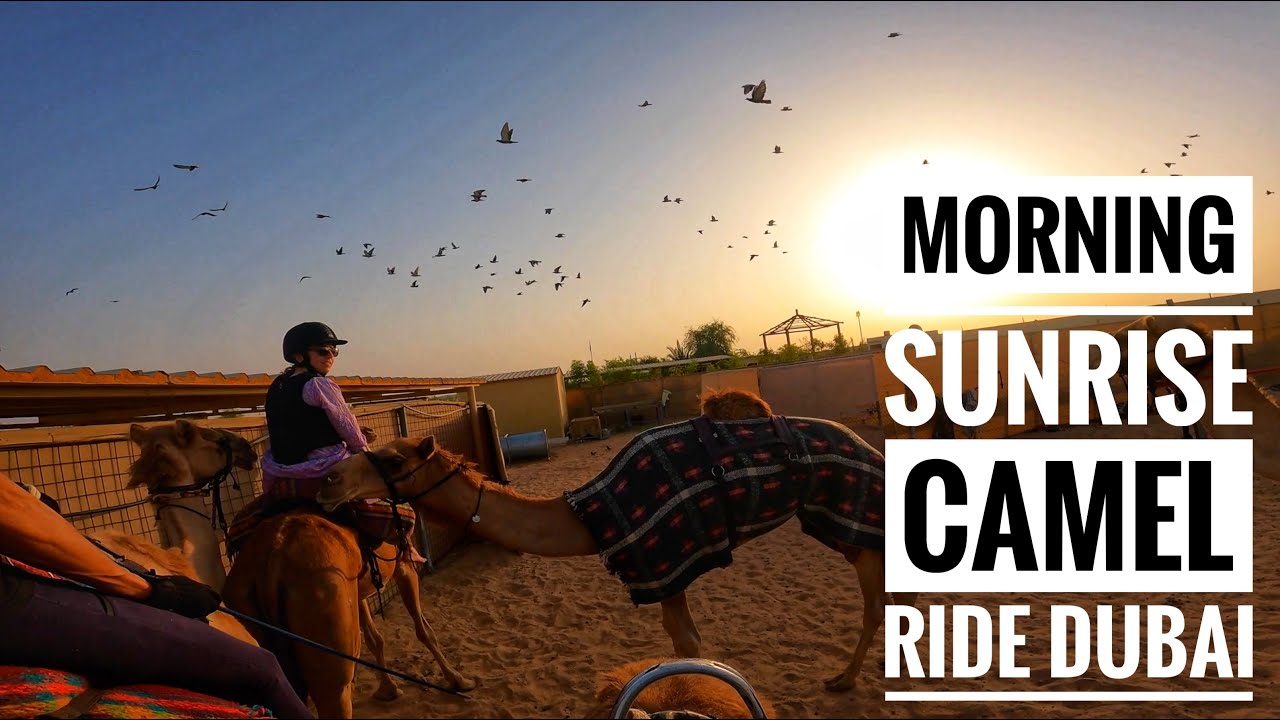 Racing! Camel riding in Dubai... A morning, sunrise ride at the camel farm in Dubai.