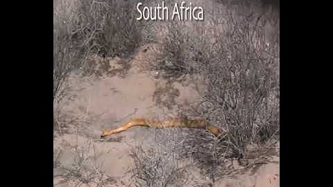 Pertarungan tupai melawan ular emas king cobra