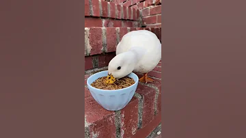 كيف تأكل البطة 