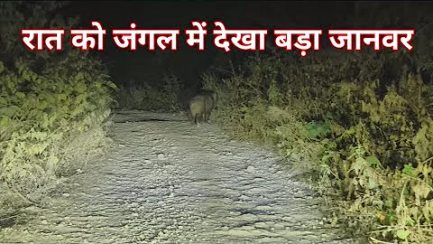 Night Drive Jim Corbett National Park | Animals | Forest Sounds | Tiger Attack | Documentary