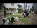 「絶対に笑う」あり得ないことをする犬★おもしろい犬のハプニング, 失敗画像集 #13