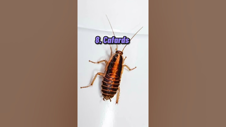 Top 20 des insectes les plus dangereux au monde