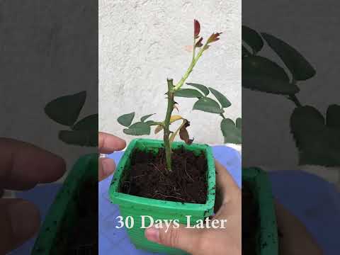 Video: Mason Jar Rose Propagation - Een roos laten groeien uit stekken onder potten