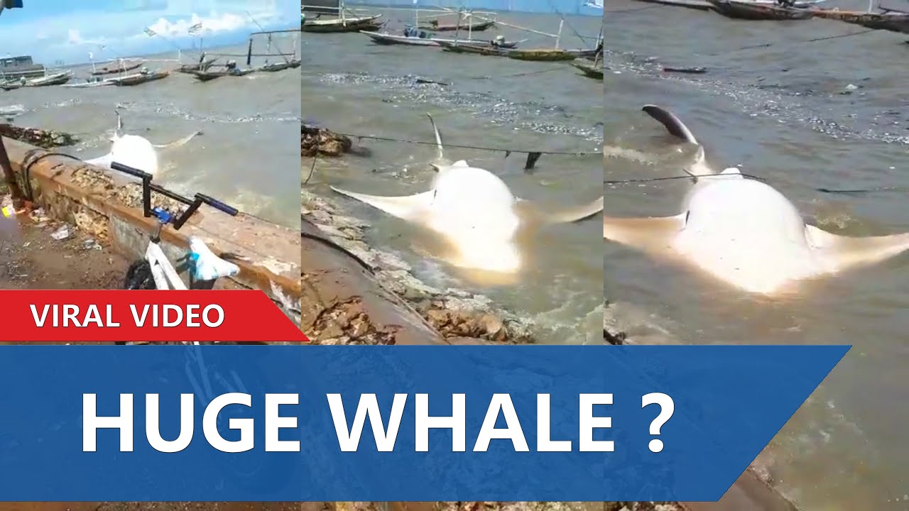 Found a whale stranded on the edge of a resident's house