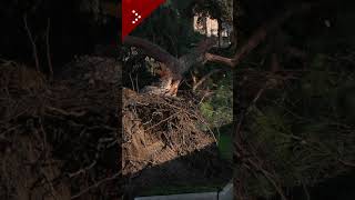 Roma, cade un altro albero in via dei Fori Imperiali: tre persone ferite in modo lieve