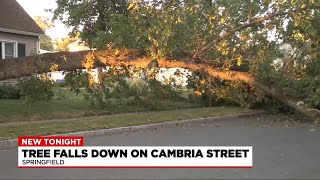 Fallen tree blocks road in Springfield