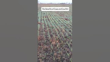 Thumbnail of Cow Power in Action  How American Wagyu Cattle Boost Soil Health #americanwagyu #texaslonghorncattle