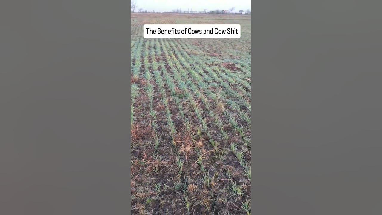 Cow Power in Action  How American Wagyu Cattle Boost Soil Health #americanwagyu #texaslonghorncattle