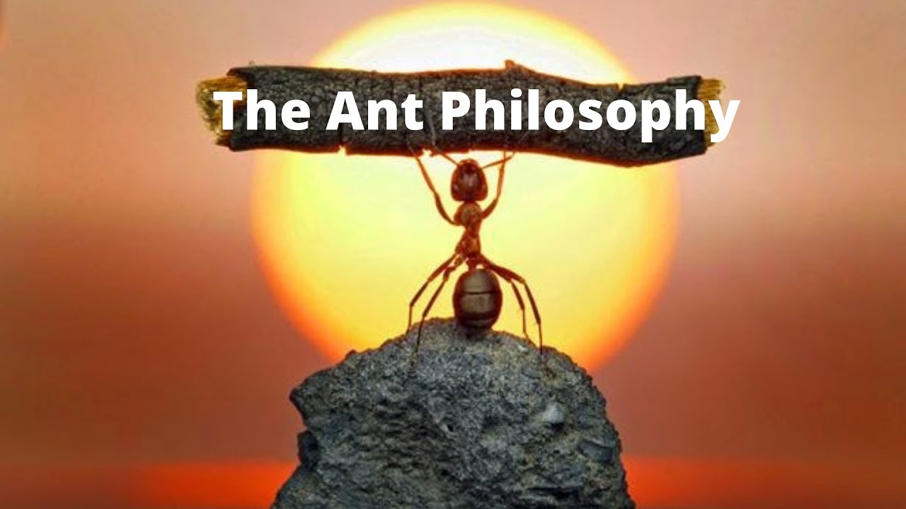 The Ant Philosophy-Life Changing Advice
