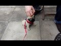 Nev - Pug Training! Nev - Pug Training!