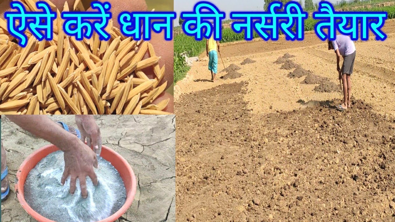धान की नर्सरी ऐसे करें तैयार।Paddy nursery/paddy crop.