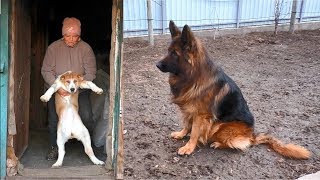 Long-haired German shepherd and puppies of the Central Asian shepherd.
