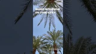 BIRD SOUNDS IN THE CITY | BULBUL BIRDS S48