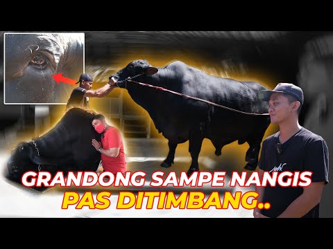 Video: Berapakah Beratnya Suasananya