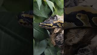 Were suspicious of the camera ballpython royalpython snake reptiles
