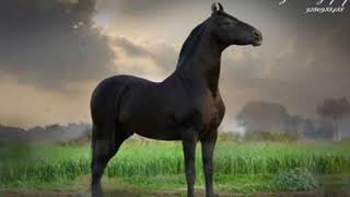 Marwari Stallion ALISHAAN OF PUNJAB !!