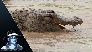 Alligator Feeding Frenzy 01 Footage