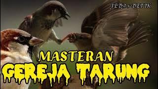 GEREJA TARUNG JEDA 5 DETIK COCOK BUAT MASTERAN MURAI BATU & BURUNG CENDET‼️