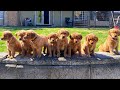 7 WEEK OLD GOLDEN RETRIEVER PUPPIES - OUTSIDE PLAYTIME 🐶❤️