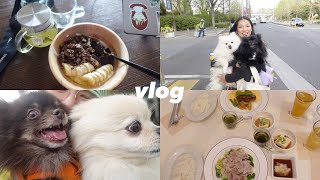 【日常vlog】愛犬と過ごす日のvlog🍽️便秘改善ヨーグルトボウルも紹介しちゃう！