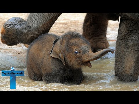 Top 60 Most Funny And Cute Baby Elephant Videos Compilation #2