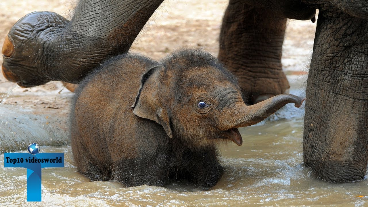 Top 60 Most Funny And Cute Baby Elephant Videos Compilation  2