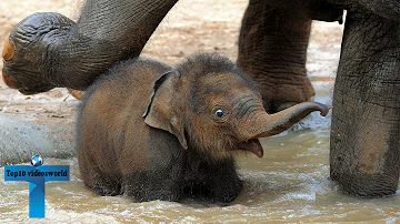 Top 60 Most Funny And Cute Baby Elephant Videos Compilation #2