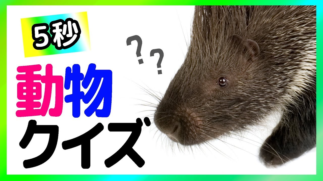 動物クイズ どんな動物かわかるかな New New Level 1 2 3 Youtube 動物クイズ どんな動物かわかるかな New New Level 1 2 3 Youtube
