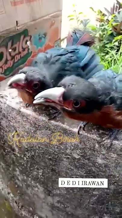 Anakan Burung Kadalan Birah