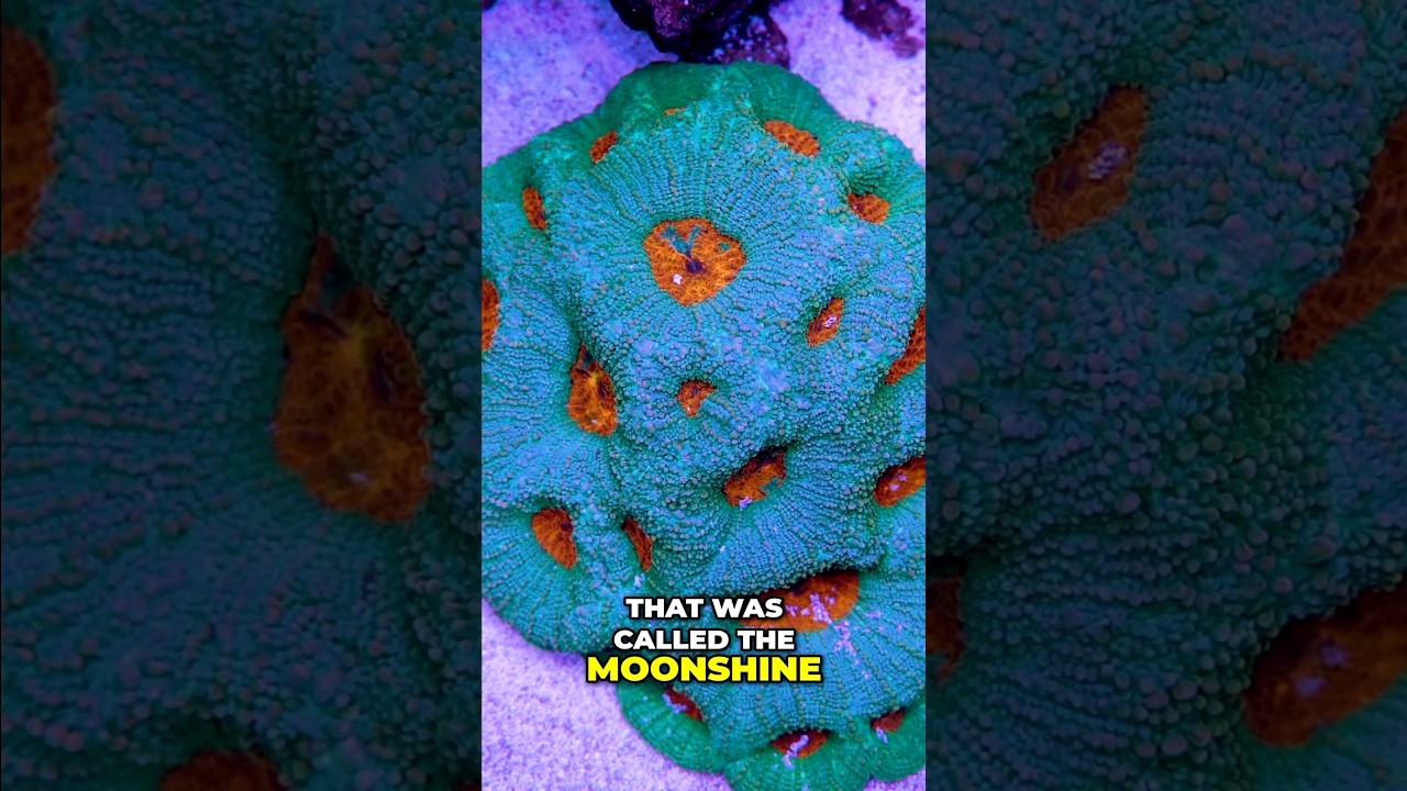 Reef Tank Tours Reveal a Surprising No-Water-Change Method #worldwidecorals #fromourreeftoyours