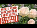 ХОТИТЕ ЧТОБЫ РОЗА ОБИЛЬНО И ЯРКО ЦВЕЛА? СДЕЛАЙТЕ ЭТО СЕЙЧАС!  ROSE FLOWED PROFUSIBLY AND BRIGHTLY!