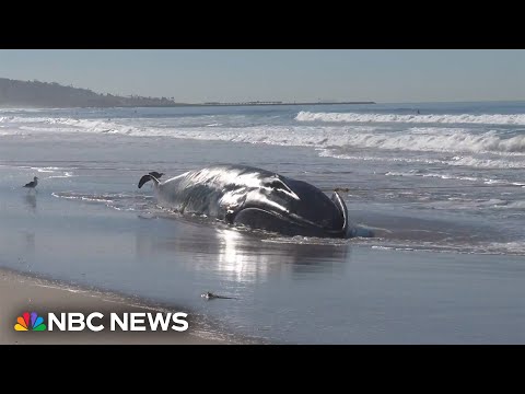 Beachgoers stunned after 52-foot fin whale washes ashore in california