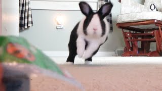 What happens if a rabbit hears a treat bag