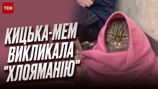 🐈 Кошка из метро стала мемом! Владельцы Хлои удивились такой славе, но не растерялись