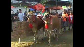 Karapan Sapi Piala Presiden 2015