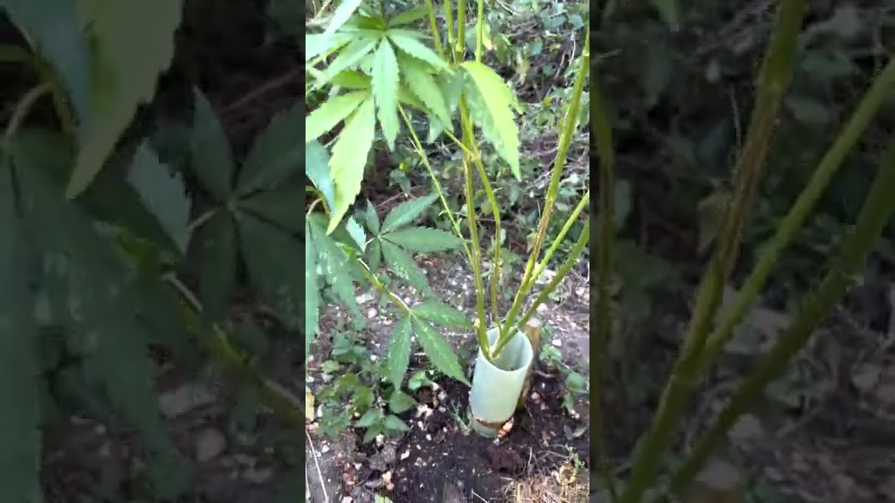 UK Guerrilla Grow 2022 - Week 18/19 update