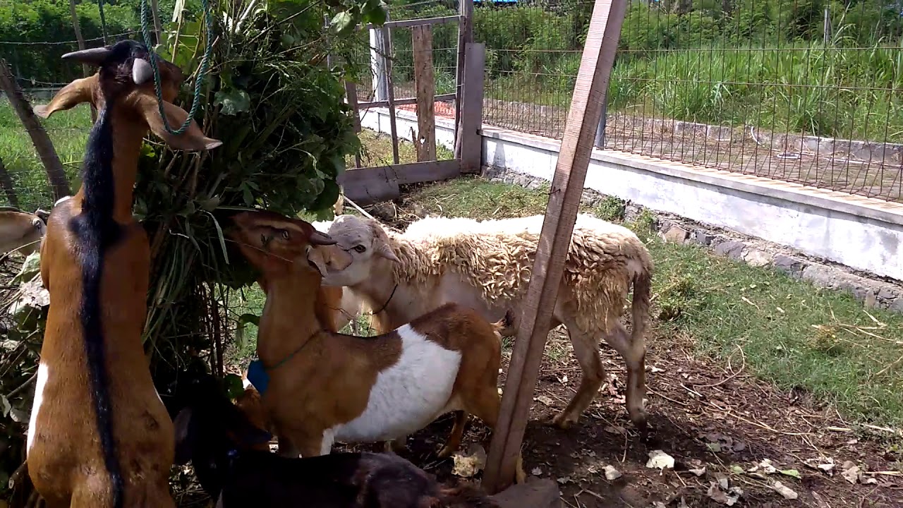 TERNAK KAMBING DAN DOMBA 29 ekor 