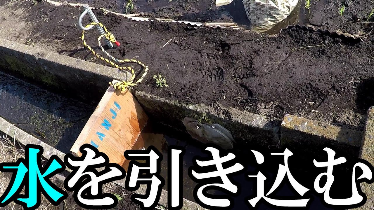 田んぼに水を引き込む ＃田んぼ＃田植え＃用水