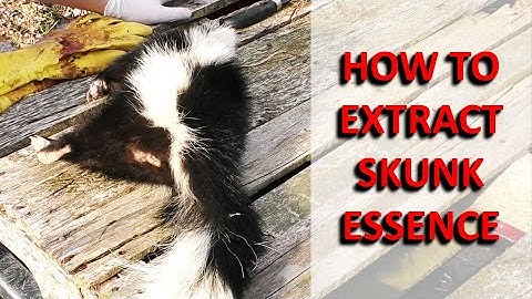 How to Extract/Remove and Store Skunk Essence