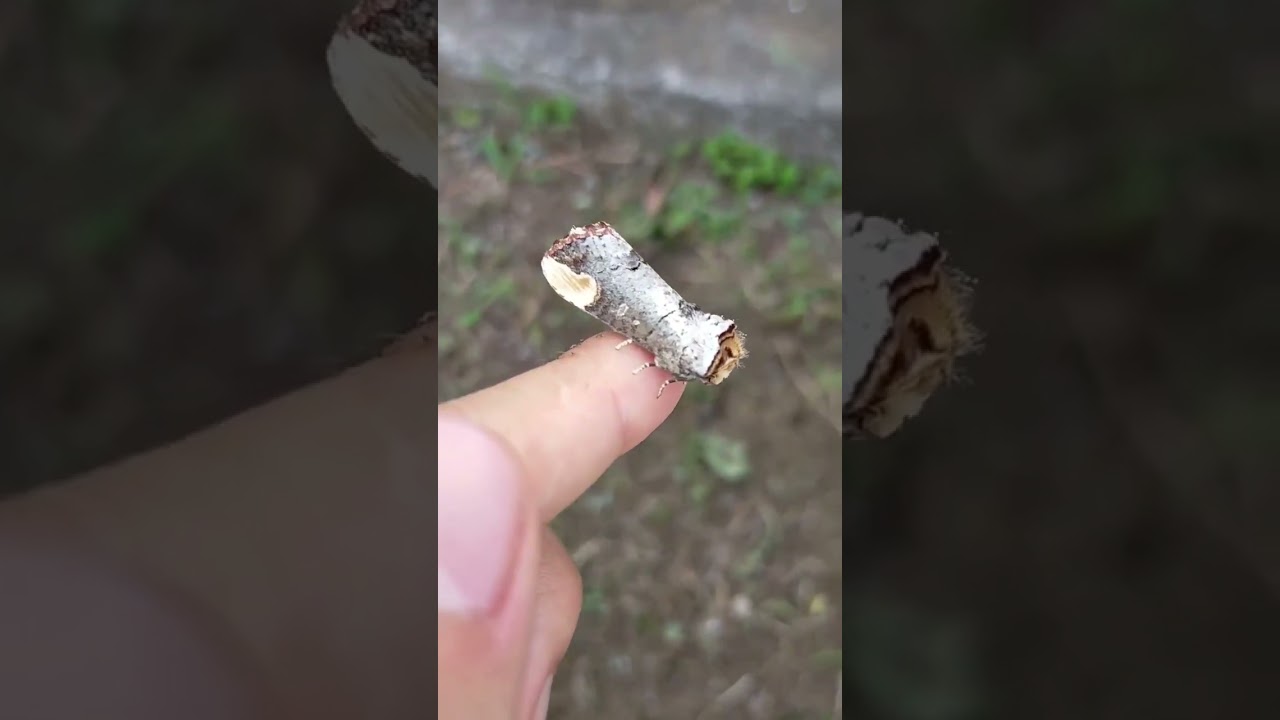 This moth looks like a fragment of broken twig to avoid detection from predators.