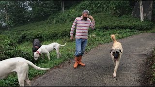 BEKLENEN AN GELDİ KANGAL BARON VE DOGOARGENTİNO PABLO SERBEST KANGAL VS DOGOARGENTİNO #kangal #dogo