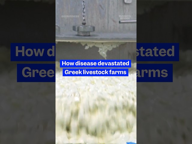 The #livestock crisis driving up the price of #Greek #feta. #bigbusiness #cheese #poxoutbreak