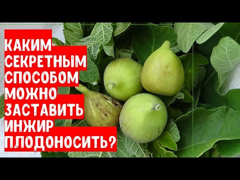 Каким секретным способом можно заставить плодоносить инжир?