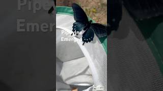 Pipevine butterfly emerged from the chrysalis after a long cold winter. #butterfly #pipevine