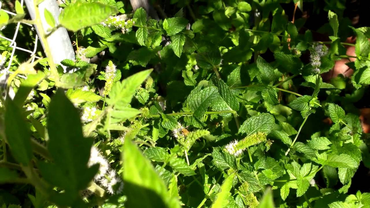 Black Wasp With A Red Tail