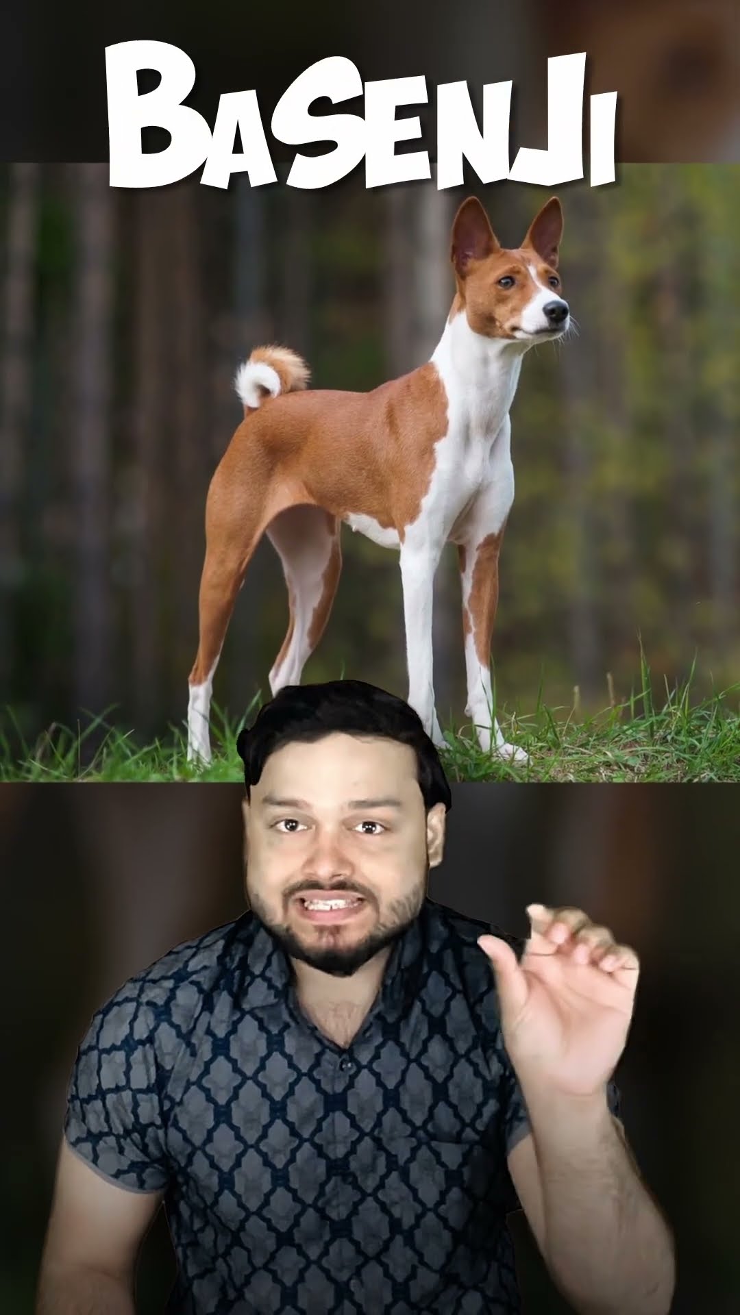 Can Tail of Dog Be Straight? FactTechz Short AMAZING FACTS Show #shorts