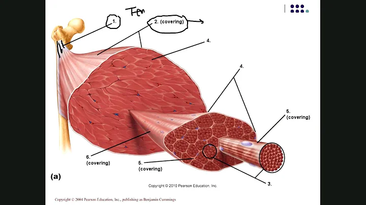 SEXTON BIOL 2401 MUSCLE PHYSIOLOGY PART 1