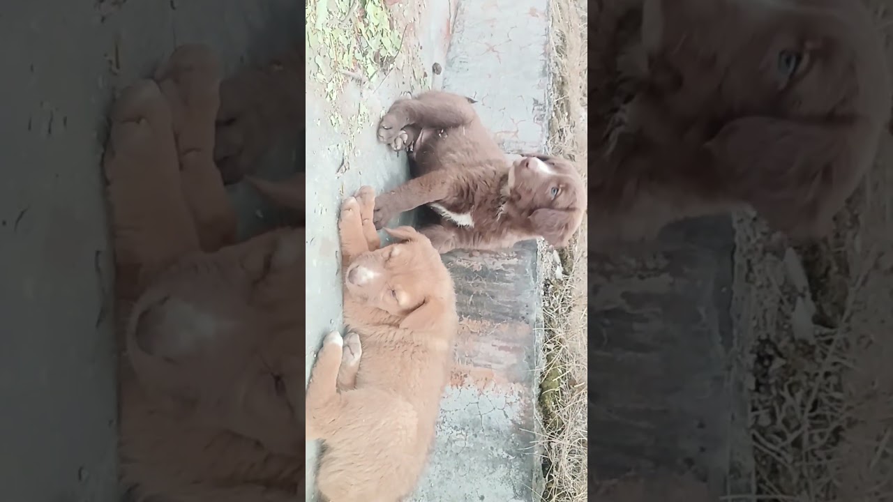 for entertainment only